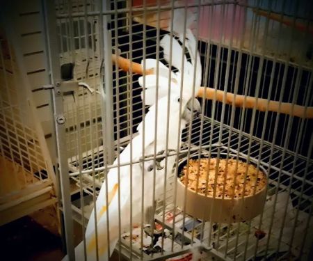 Critter Corner Pet Shop