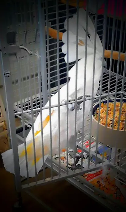 Critter Corner Pet Shop Picture 5