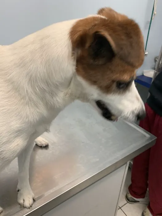 Merrick Blvd Animal Hospital Picture 1