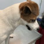 Merrick Blvd Animal Hospital