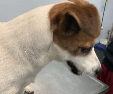 Merrick Blvd Animal Hospital