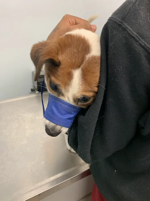 Merrick Blvd Animal Hospital Picture 3
