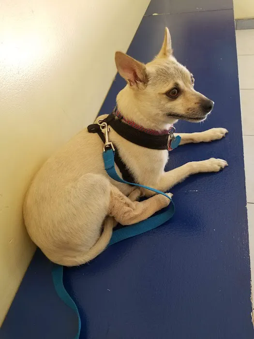 Merrick Blvd Animal Hospital Picture 5