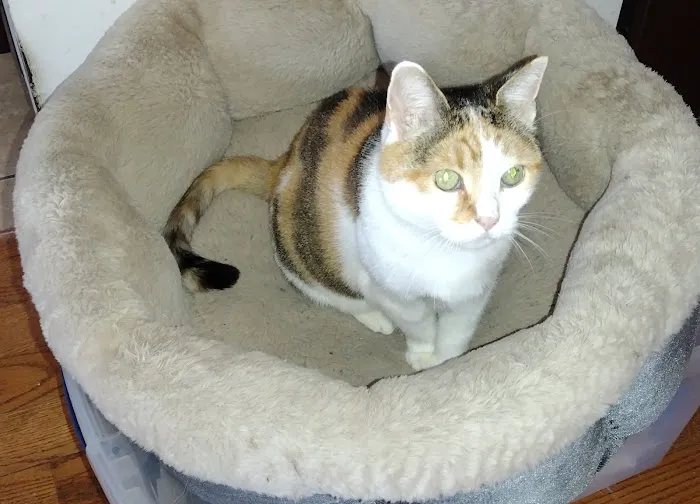 Merrick Blvd Animal Hospital Picture 8