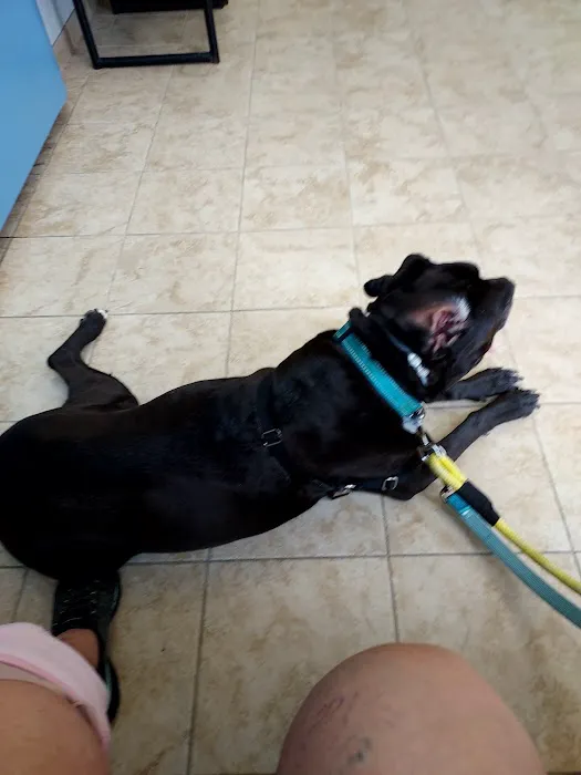 Premier Veterinary Medical Group - Forest Hills Picture 1