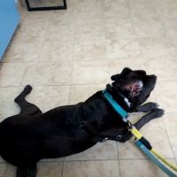 Premier Veterinary Medical Group - Forest Hills ico