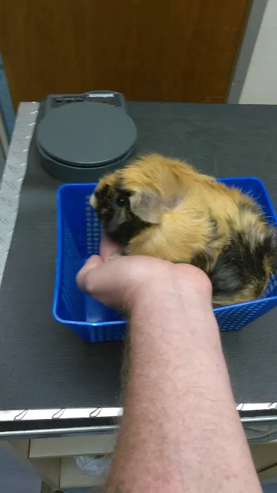 Premier Veterinary Medical Group - Forest Hills Picture 5