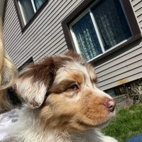 LoveMyAussies ico
