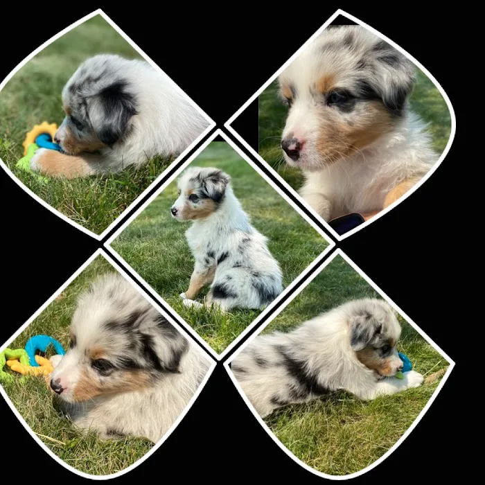 LoveMyAussies Picture 3