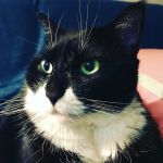 Forest Hills Cat Hospital