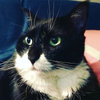 Forest Hills Cat Hospital ico