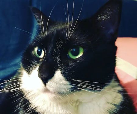 Forest Hills Cat Hospital