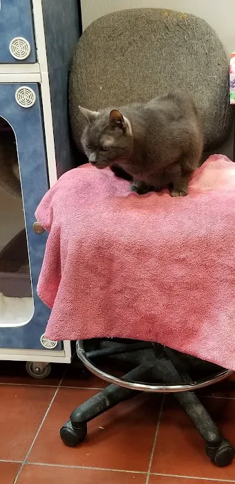 Forest Hills Cat Hospital Picture 8