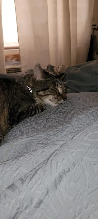 Forest Hills Cat Hospital Picture 10