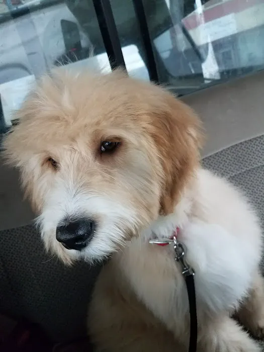 Dirty Paws Pet Shop & Grooming Picture 4