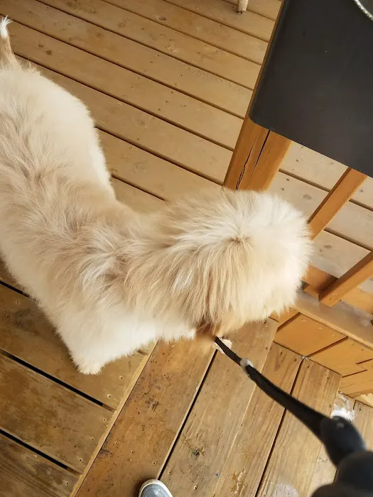 Dirty Paws Pet Shop & Grooming Picture 5