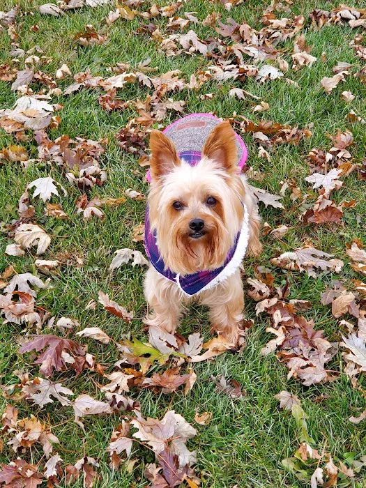 Dirty Paws Pet Shop & Grooming Picture 10