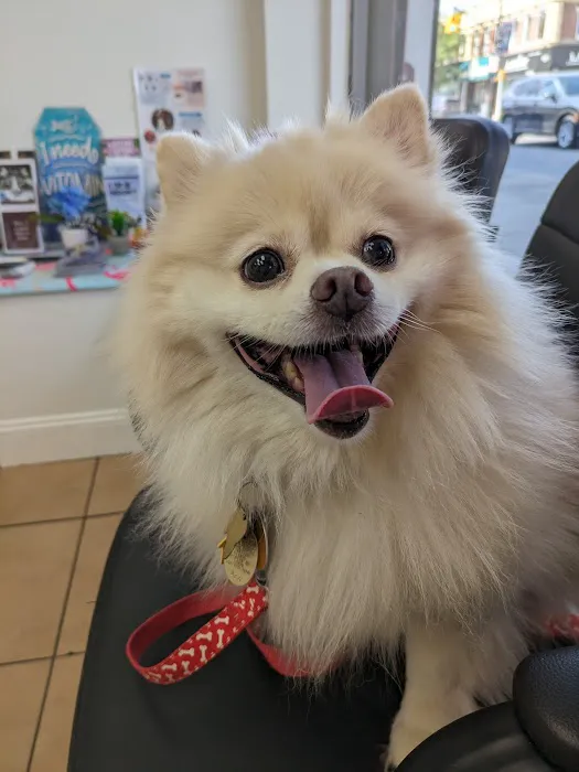 Maspeth Animal Hospital Picture 8