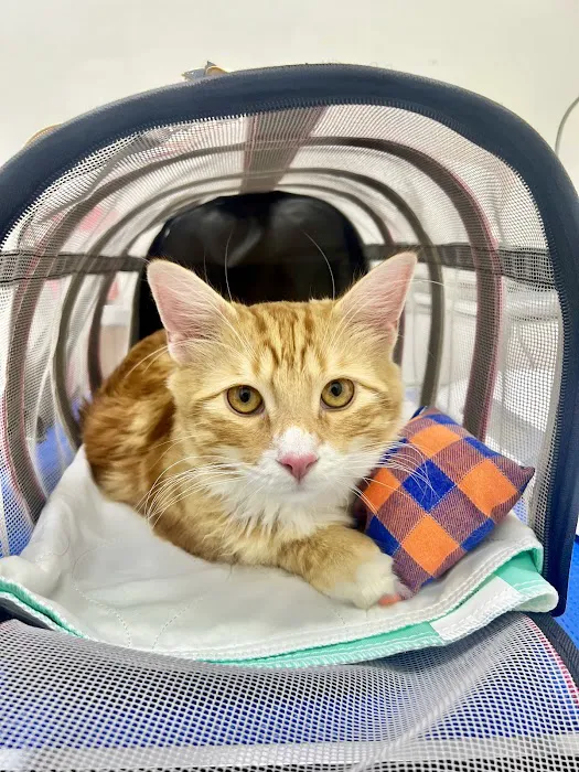 Maspeth Animal Hospital Picture 1