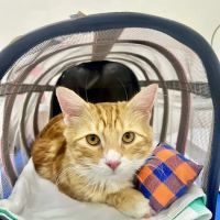 Maspeth Animal Hospital ico