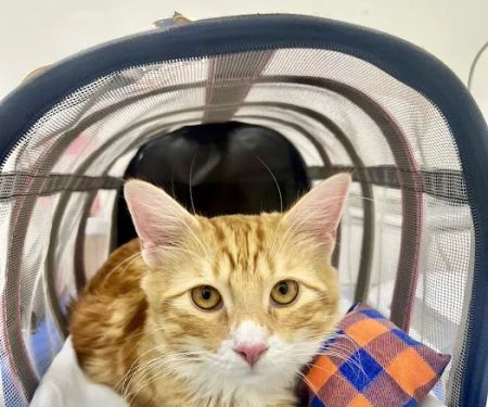 Maspeth Animal Hospital