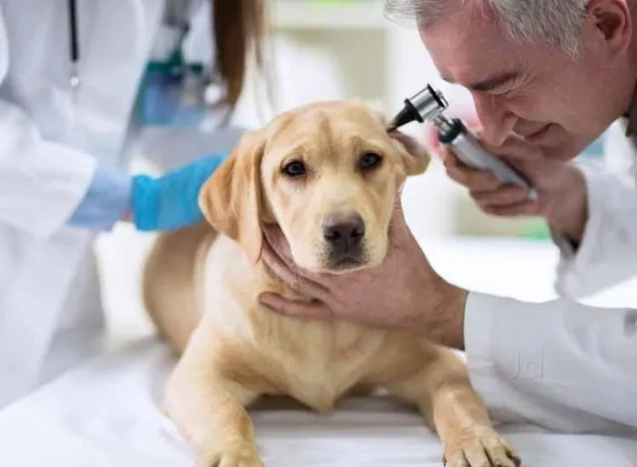 Spay Neuter Clinic Picture 1