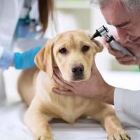 Spay Neuter Clinic ico