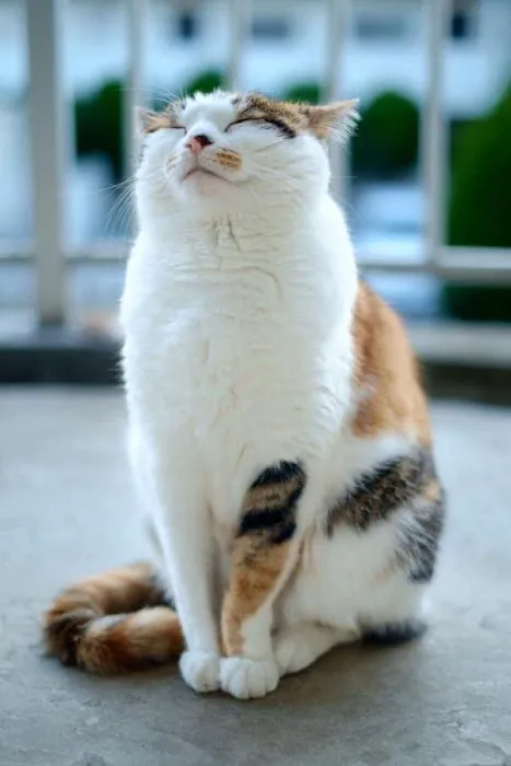Spay Neuter Clinic Picture 6