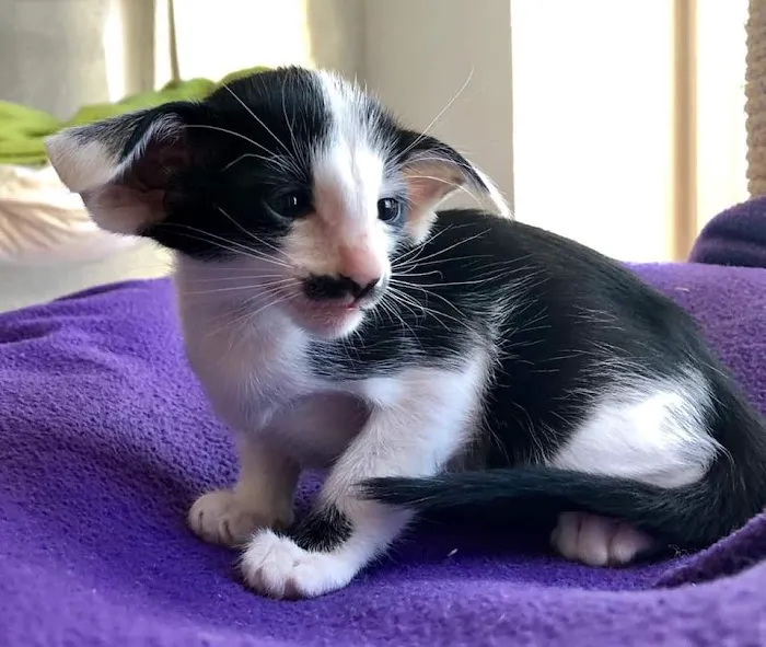 Spay Neuter Clinic Picture 8