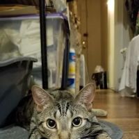 Woodside Pet Hospital ico