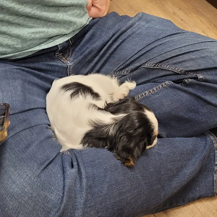 Petland Westfield/Carmel Picture 5
