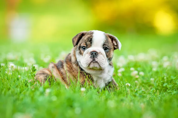 Petland Westfield/Carmel Picture 3