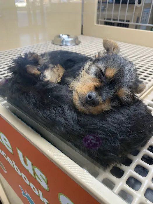 Petland Westfield/Carmel Picture 7