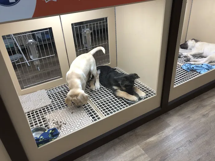 Petland Westfield/Carmel Picture 9