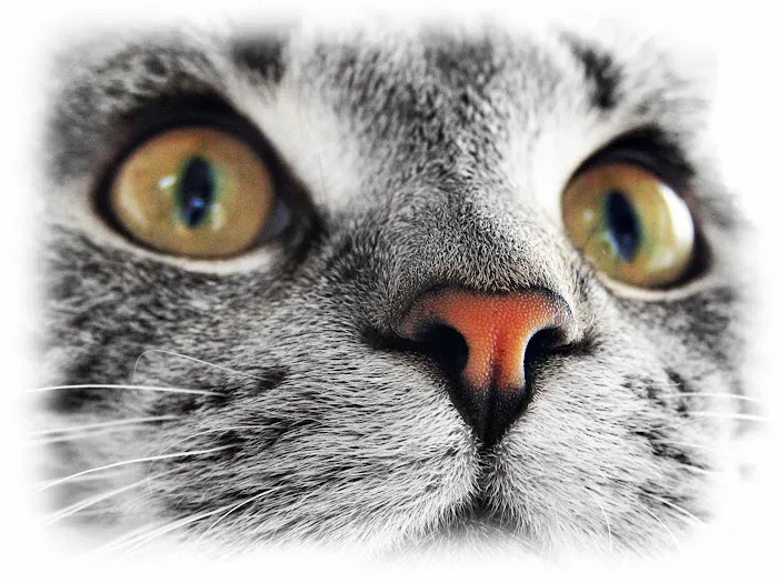 The Sunnyside Pet Healthcare & Dental Center Picture 1