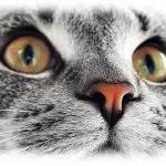 The Sunnyside Pet Healthcare & Dental Center
