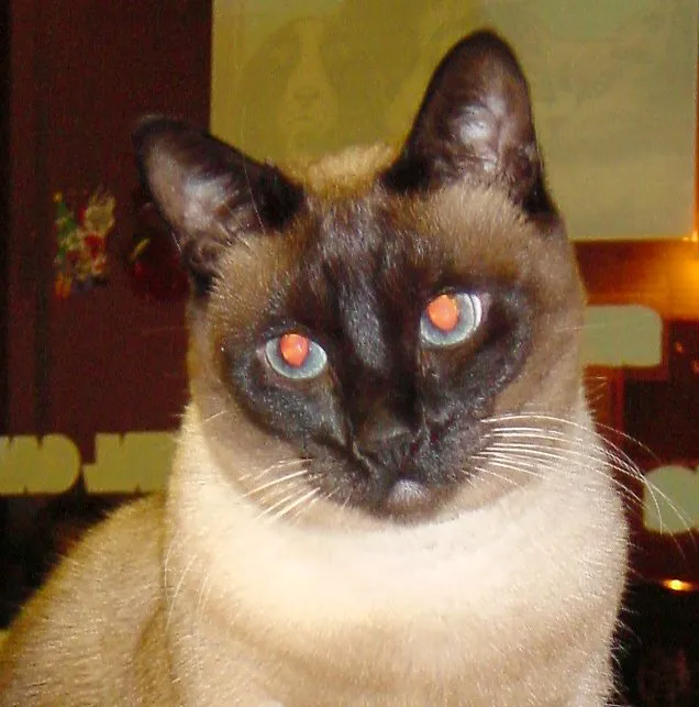 The Sunnyside Pet Healthcare & Dental Center Picture 10