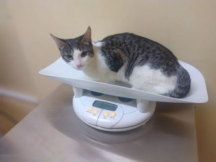 Queens Animal Hospital Picture 6