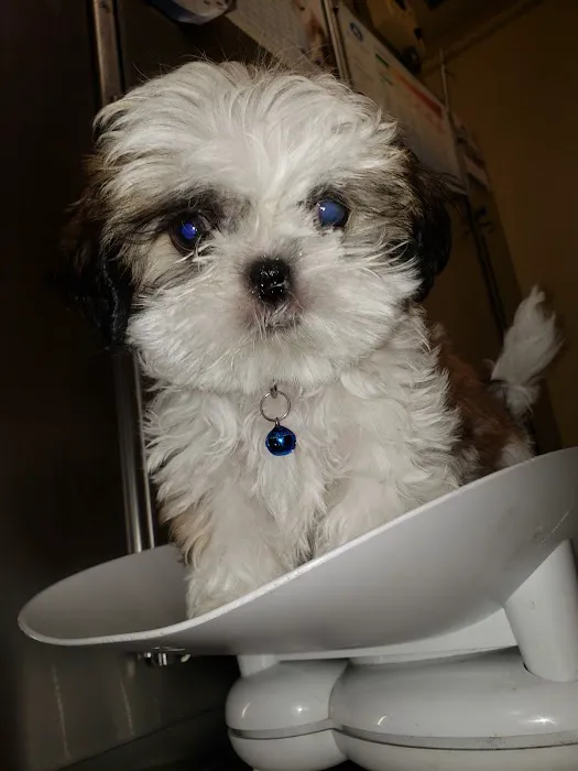 Queens Animal Hospital Picture 5