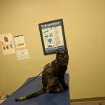 Chenango Animal Hospital