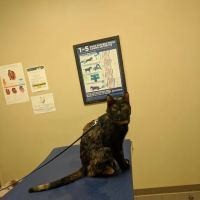 Chenango Animal Hospital ico