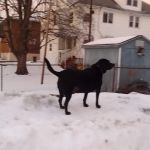 Speak Animal Hospital: Maurer Jennifer DVM