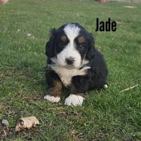 Djs designer doodles ( Mini Bernedoodles) ico