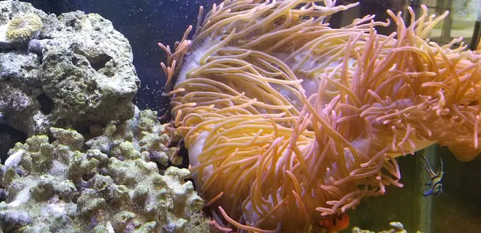 ADS Aquarium & Aviary Design Services Picture 3