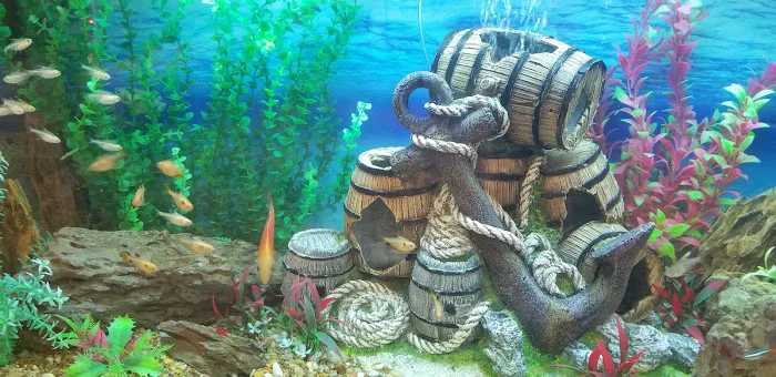 ADS Aquarium & Aviary Design Services Picture 9