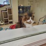 Speak Animal Hospital