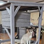 Youngblood's Natural Animal Care Center and Massage