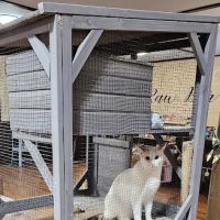 Youngblood's Natural Animal Care Center and Massage ico