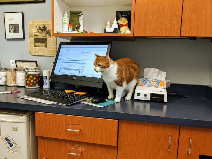 Feline Veterinary Medical Center Picture 1