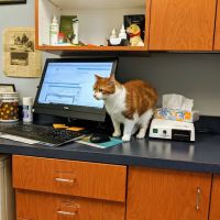 Feline Veterinary Medical Center ico